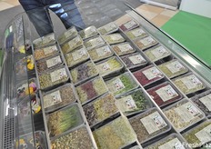 Parte dell'offerta di Vivo