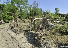 Notevole la massa di alberi trasportata dalla fiumana