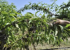Pesche e residui dell'alluvione 
