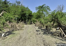 Notevole la massa di alberi trasportata dalla fiumana