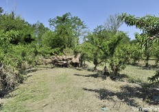 Notevole la massa di alberi trasportata dalla fiumana