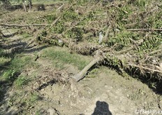 Il frutteto divelto dalla forza dell'acqua
