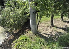 Palo di testata del pereto, ultimo baluardo prima dell'argine crollato