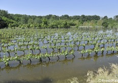 Un vigneto ancora inondato in data 23 maggio, 6 giorni dopo l'alluvione (località Selbagnone di Forlimpopoli)