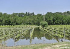 Un lago nel vigneto, purtroppo non è Sangiovese ma acqua 