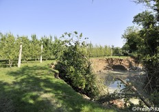 Notevole la massa di alberi trasportata dalla fiumana