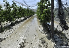 Limo nel frutteto: quando sarà asciutto sarà duro come il cemento