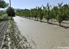 Inondazione nel frutteto