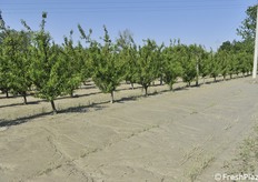 Almeno 20 cm di sedimenti