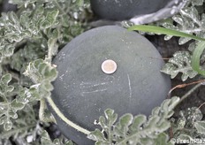 Il peso medio varia fra 4 e 6 kg