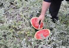 Colore rosso intenso e buccia scura