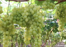 Uva Victoria di ottima qualità produttiva. Il Gruppo Montana tiene molto alla parte visiva che però non deve mai mancare di coniugarsi con il gusto e la salubrità del frutto.