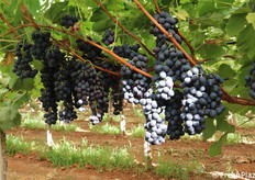 Uva da tavola della varietà Palieri. In questo sito produttivo, l'azienda nella prima metà di agosto aveva già terminato la raccolta della varità Black Magic. La coltivazione della varietà Palieri serve proprio per prolungare la stagione delle uve nere, molto apprezzate in Francia. Il contesto è quello di un gruppo che volge lo sguardo non solo all'innovazione varietale, con importanti appezzamenti dedicati alle senza semi, ma addirittura alla diversificazione delle specie coltivate per essere preparati ai cambiamenti climatici che rendono la Sicilia sempre più capace di accogliere la produzioni di frutti esotici.