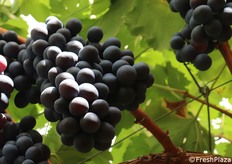 Grappolo di Palieri ripreso dal basso per attestarne la perfetta integrità