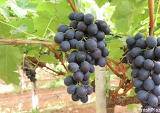 Un bel grappolo è sempre, integro della sua pruina, è sempre un elemento qualificante. L'occhio vuole la sua parte!