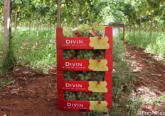 Divin è uno dei marchi dell'azienda, destinato al mercato francese di Rungis.