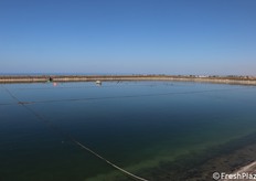 L'approvvigionamento idrico in Sicilia non può essere lasciato al caso. Molte aziende si sono da tempo dotati di invasi artificiali, anche di grandi dimensioni come questo. Ovviamente tanta acqua è anche fonte di biodiversità e fauna.