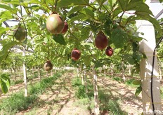 Passion fruit 