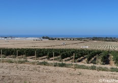 La vicinanza al mare del sito produttivo comporta una corrente d'aria marina costante che mitiga gli attacchi da malattie fungine etc.