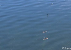 Dettaglio insetti (libellule) invaso artificiale