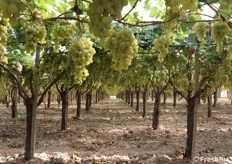 Altro scatto di uva Italia