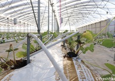 Fragole. Piantine appena messe a dimora per una nuova coltivazione