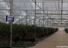 Zanzariere: concorrono a combattere la Tuta absoluta