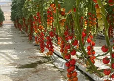Pomodoro ciliegino