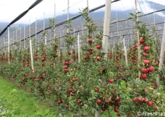 Oberhofer produce su 5 ettari diverse varietà di mele club, tra cui la envy. Questo è un impianto al primo anno di raccolta. Raggiungerà il suo potenziale produttivo al quinto anno. Envy è una varietà robusta per cui il diradamento è fondamentale al fine di mantenere la produttività costante.
