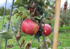 I cambiamenti climatici si fanno notare: una piccola percentuale di frutti presenta po' di rugginosità; pochi i problemi di ticchiolatura quest'anno; oidio più presente in collina. Si notano, inoltre, uccelli che vanno a beccare le mele.