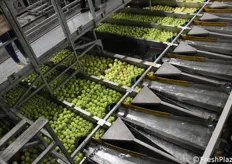 Sempre con l'ausilio dell'acqua, le mele calibrate arrivano nei canali di raccolta. Una volta pieni, le mele vengono rilasciate per ritornare ad essere stoccate in un bins nel magazzino automatico.