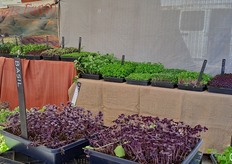 Micro ortaggi anche sui banchi dei mercatini rionali della California