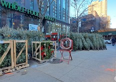 Ma in prossimità delle festività natalizie è possibile acquistare abeti