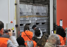 Cella di kiwi in conservazione