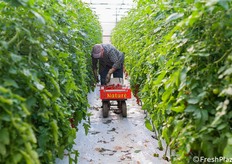 Ecco un momento durante la raccolta in serra del ciliegino.