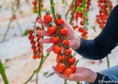 Grappoli lucidi e uniformi, accuratamente selezionati