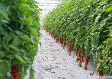 Un filare di ciliegino