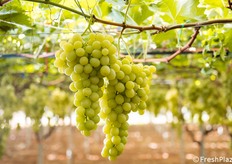 Qui invece siamo a Mazzarrone, dove qualche mese fa abbiamo documentato la raccolta dell'uva da tavola. In questa foto un grappolo di uva Italia