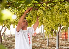 Lo stacco di un grappolo dalla vigna