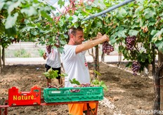 Raccolta di Red Globe