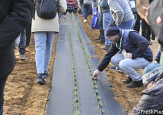 Risultato del trapianto