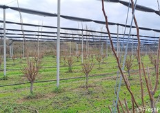 Impianto giovane di Op Giotto