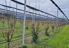 Impianto Kaki provvisto da rete antigrandine