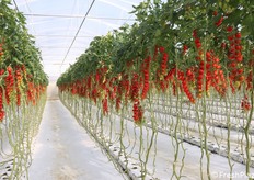 Datterino rosso in coltivazione fuori suolo