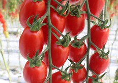 Dettaglio di un grappolo di datterino rosso. Si noti l'integrità dei frutti sul rachide.