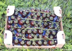 Midi plum nero per il settore Horeca