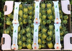 Datterino verde: una colorazione di introduzione relativamente recente e poco diffusa.