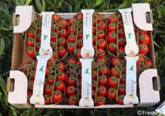 Datterino rosso, un segmento ormai molto diffuso e ricercato dal consumatore ma anche dai produttori: è molto probabilmente il segmento a maggior valore nella gamma dei pomodori da mensa.