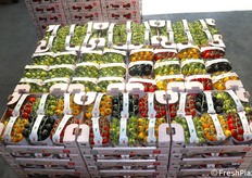 Specialità di pomodoro da mensa presso l’Azienda Agricola Russo di Marina di Acate (RG). In foto, una pedana con un ricco assortimento di pomodori colorati.
