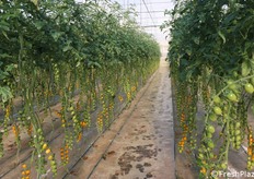 Filari di datterino giallo